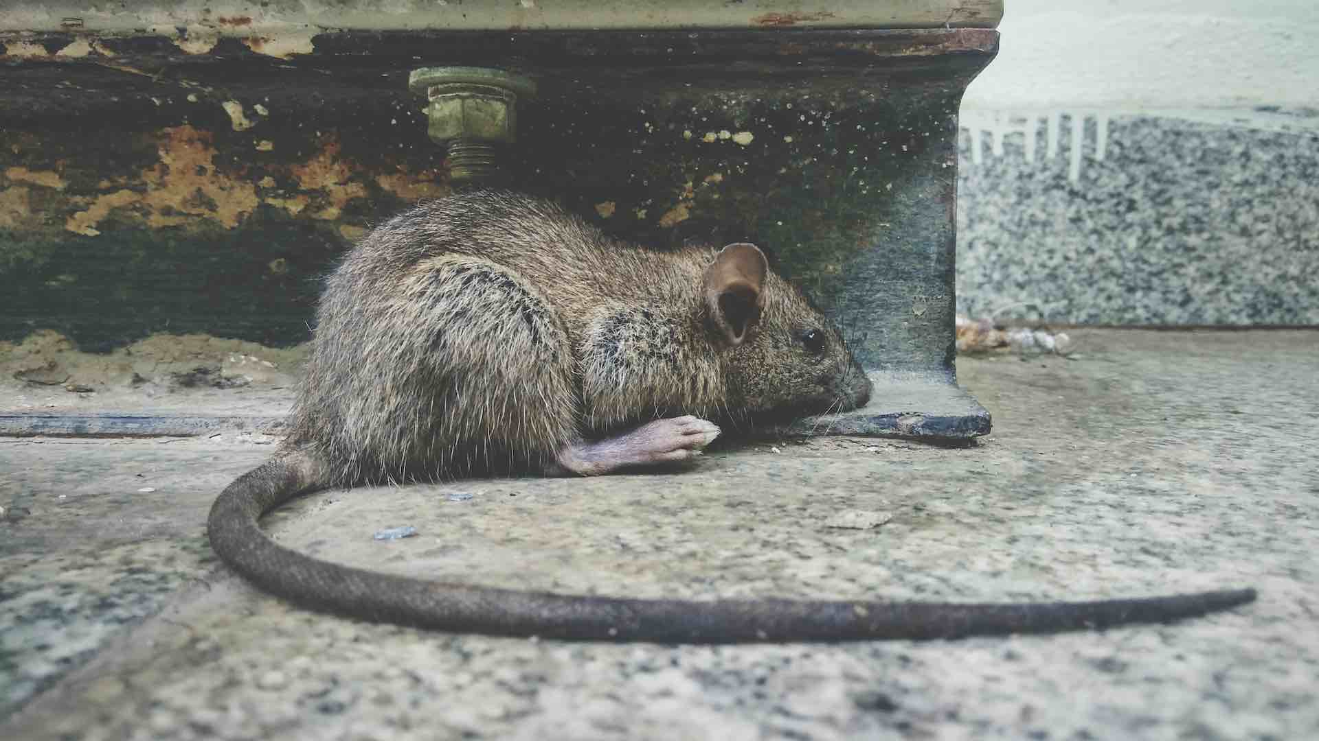Health alert - rat urine tied to soaring cases in NYC streets